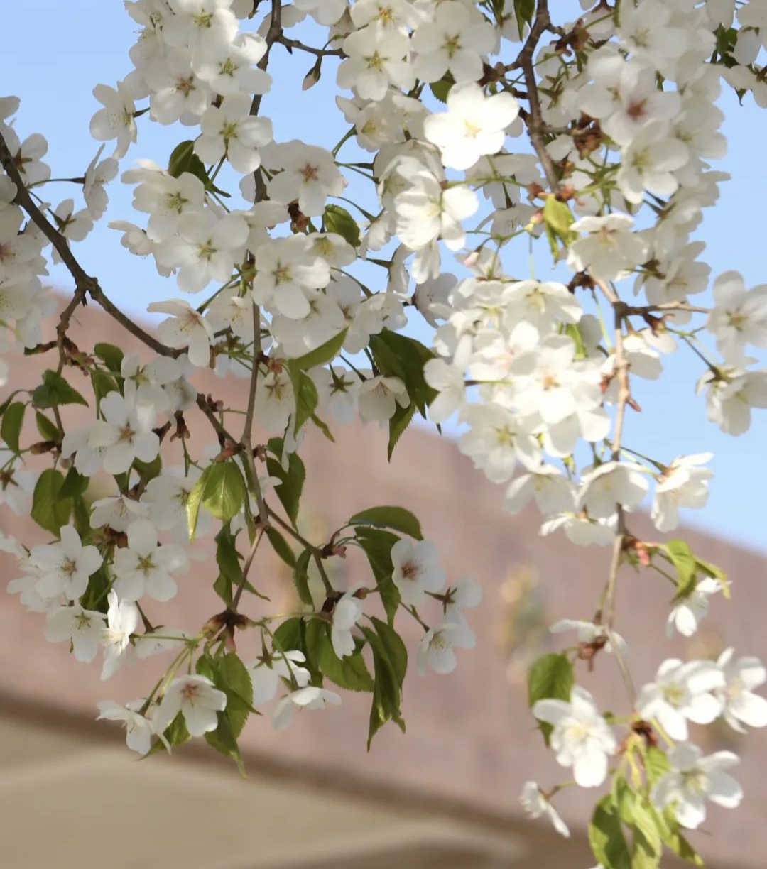 芳菲四月 ! 与青春同行 与美好相遇