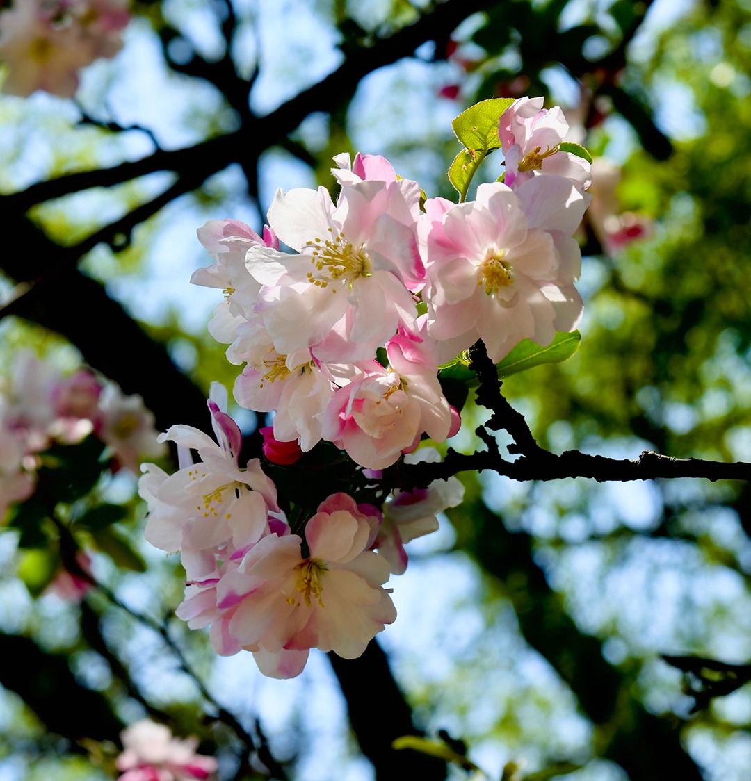 金色五月，在锦医校园邂逅诗意春天!