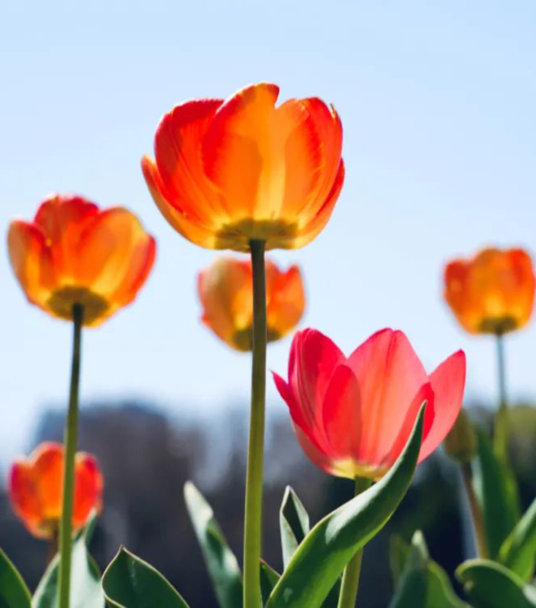 最美人间四月天，一起感受锦医校园里的春天吧！