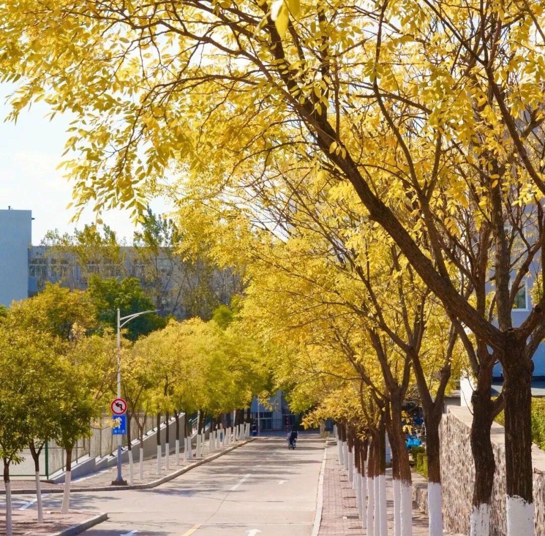 定格校园秋色 不负美好时光！